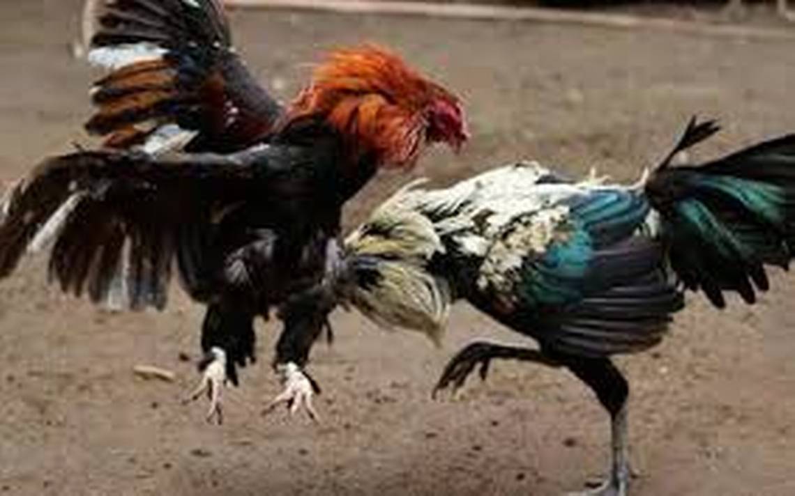 Calandrias no, peleas de gallos sí - El Occidental