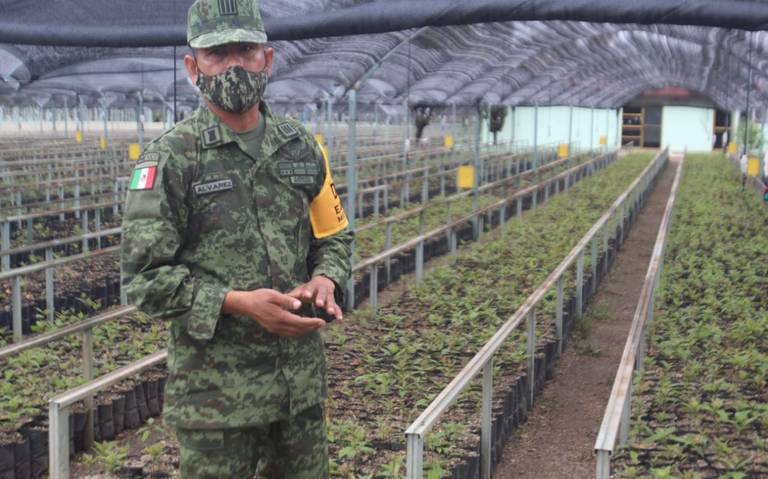 Vivero militar de Ameca prepara producción de 231 mil árboles frutales - El  Occidental | Noticias Locales, Policiacas, sobre México, Guadalajara y el  Mundo