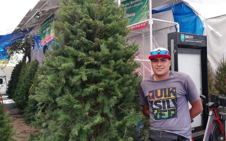 Ven bajas las ventas en árboles navideños - El Occidental | Noticias  Locales, Policiacas, sobre México, Guadalajara y el Mundo