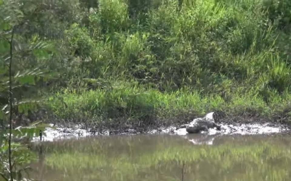 La contaminación del río Mololoa se agrava por culpa de granjas de Xalisco y Tepic que arrojan sus d